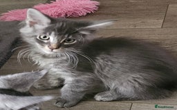 Maine Coon cats for sale: 💖READY NOW💖health tested 💖pure pedigree - Image 28