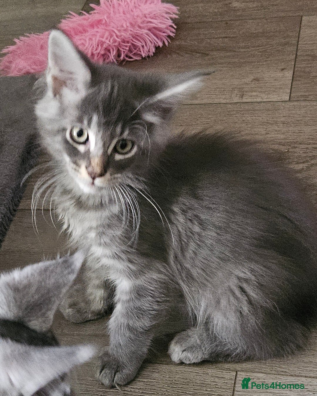 Maine Coon cats for sale: 💖READY NOW💖health tested 💖pure pedigree - Image 28