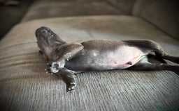 Italian Greyhound dogs for sale: KC Reg Italian Greyhound puppies - Only 1 boy left - Image 5