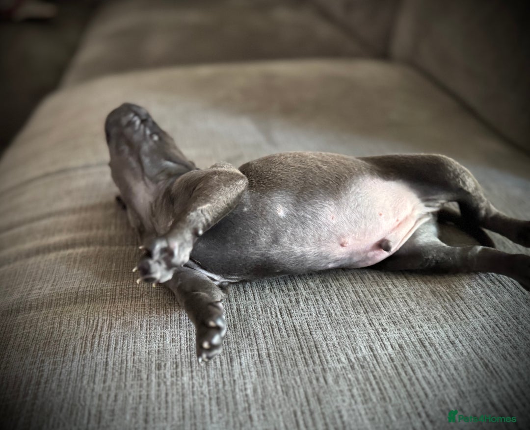 Italian Greyhound dogs for sale: KC Reg Italian Greyhound puppies - Only 1 boy left - Image 5