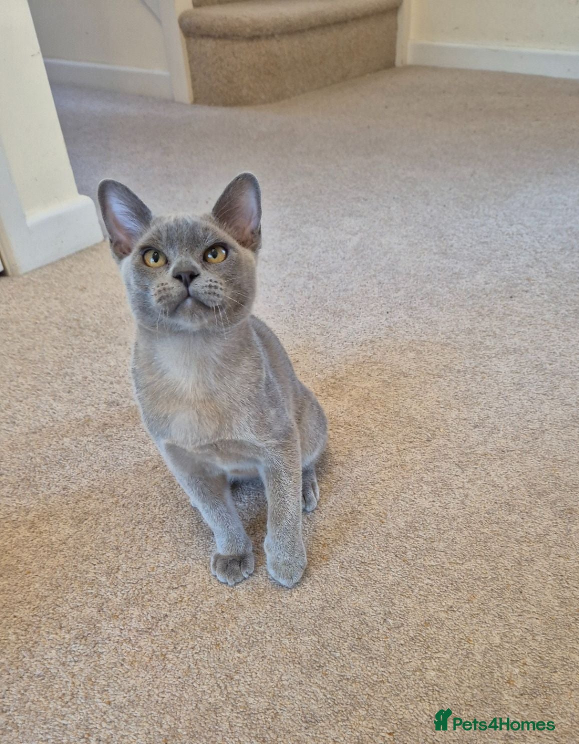 Burmese cats Gorgeous Blue Male Burmese Kitten - Advert 4