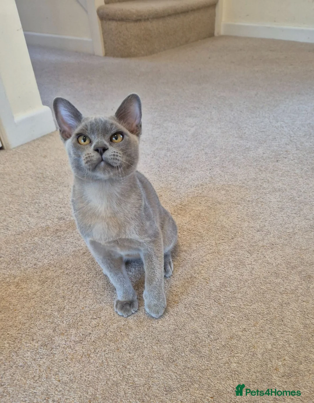 Burmese cats for sale: Gorgeous Blue Male Burmese Kitten - Advert 1