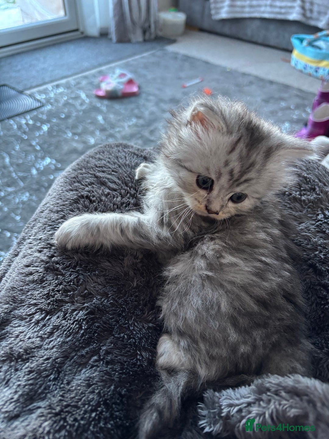 Maine Coon cats for sale: Persian X Maine coon 1 GIRL AVAILABLE  - Advert 10