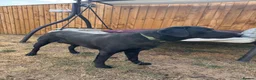 Labrador Retriever dogs for sale: Gorgeous 13-Month-Old Male Labrador Retriever  - Advert 10