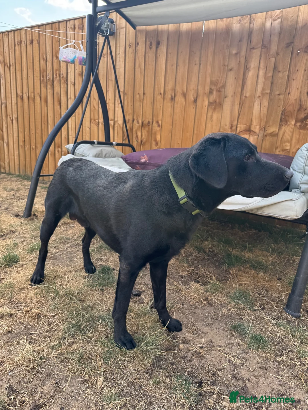 Labrador Retriever dogs for sale: Gorgeous 13-Month-Old Male Labrador Retriever  - Advert 10