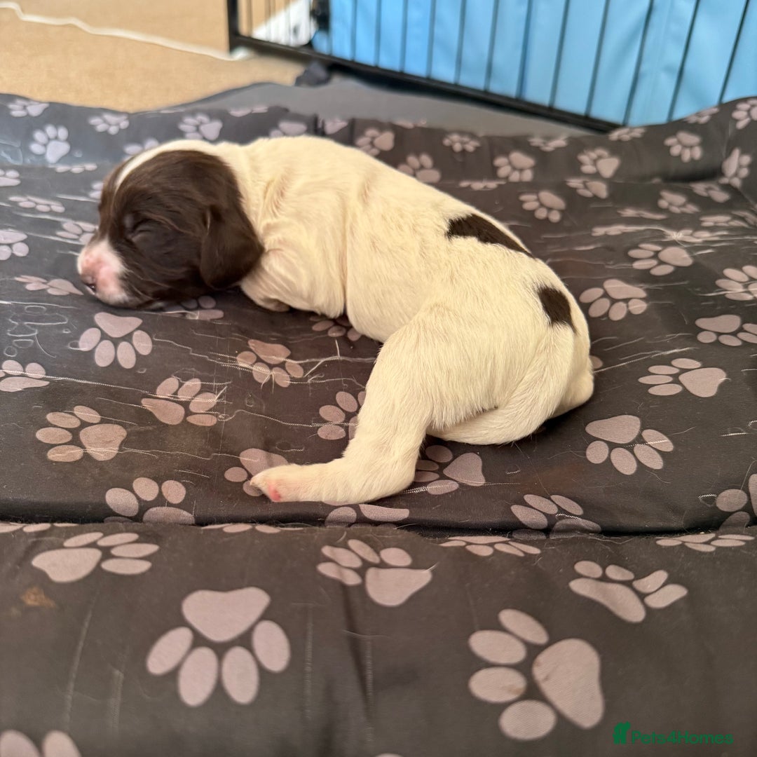Cocker Spaniel dogs for sale: 2 Gorgeous male White+Lemon Cocker Spaniel Puppies - Image 8