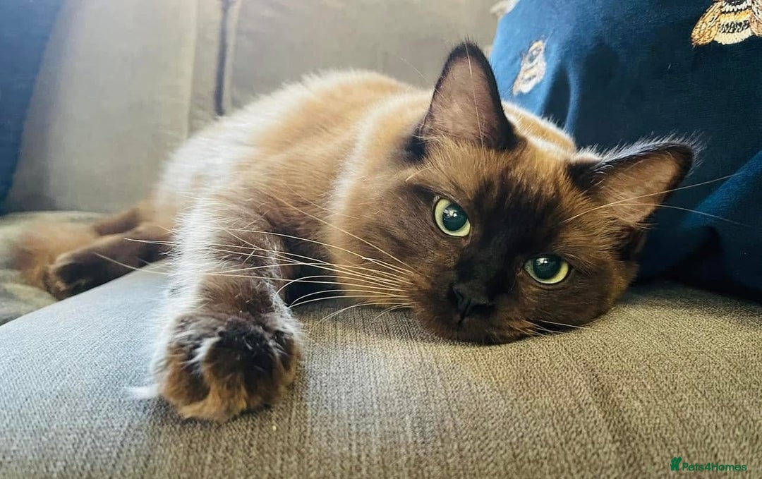 Ragdoll cats for sale: Pedigree Cherubim Ragdoll Kittens💫 - Image 18