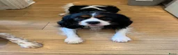 Cavalier King Charles Spaniel dogs for sale: Cavalier king Charles puppy for sale  - Advert 2