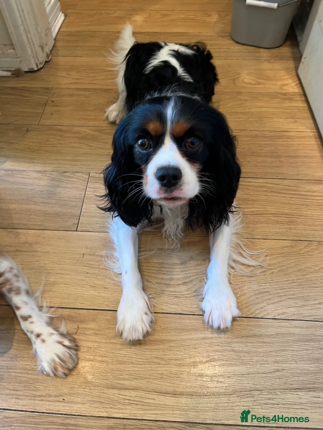 Cavalier King Charles Spaniel dogs for sale: Cavalier king Charles puppy for sale  - Advert 2