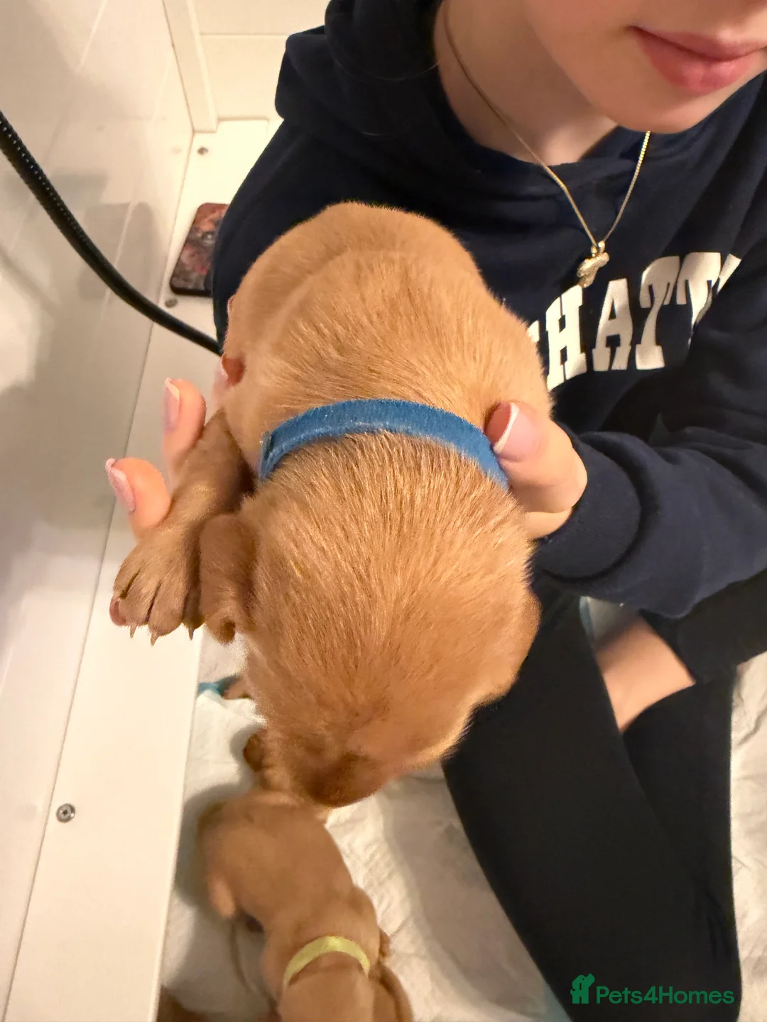 Labrador Retriever dogs for sale: KC Fox Red Labrador Pups FTCH Sire - Health Tested - Advert 32