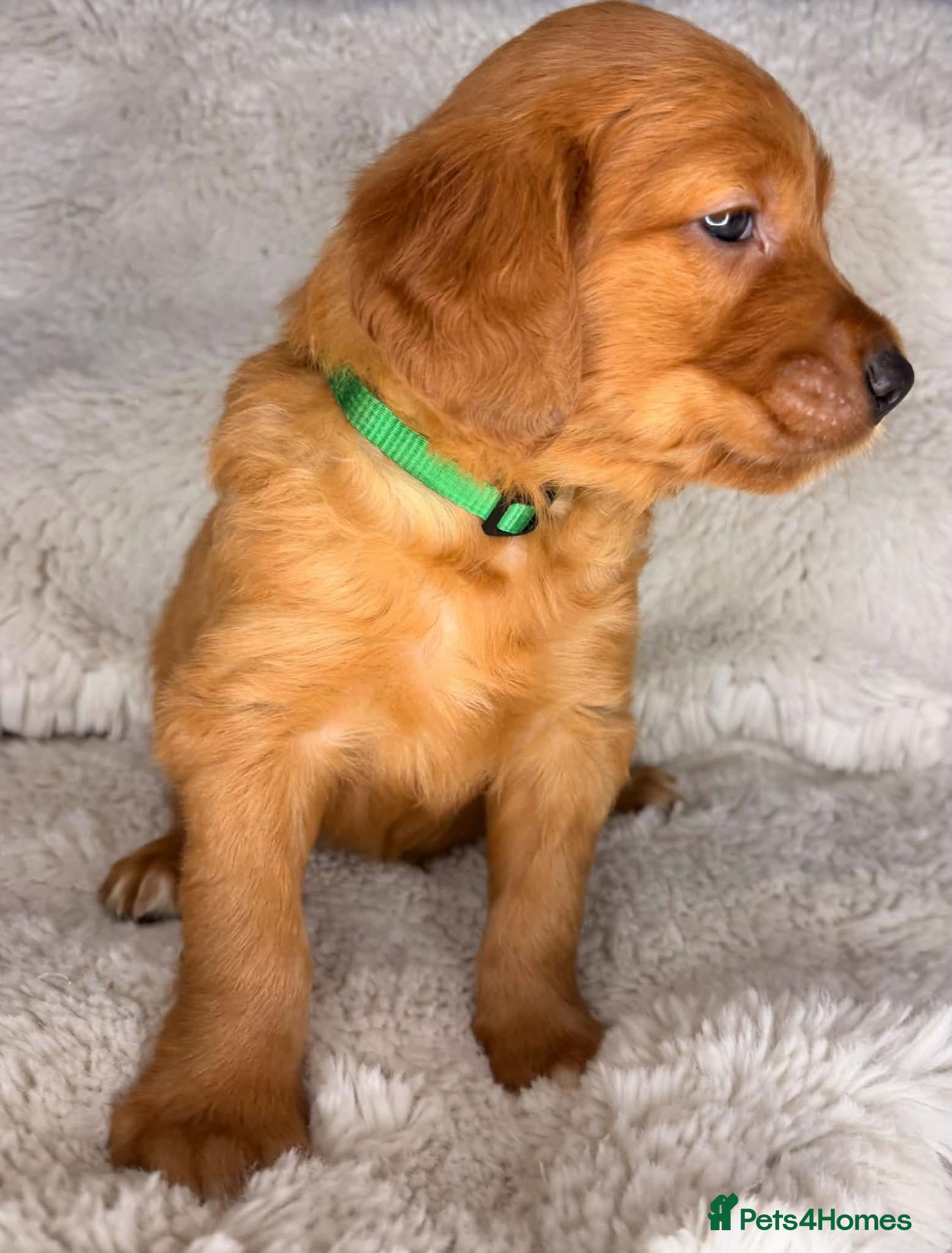 Golden Retriever dogs Exceptional KC registered Golden Retriever puppies - Advert 1