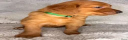 Golden Retriever dogs for sale: Exceptional KC registered Golden Retriever puppies - Advert 1