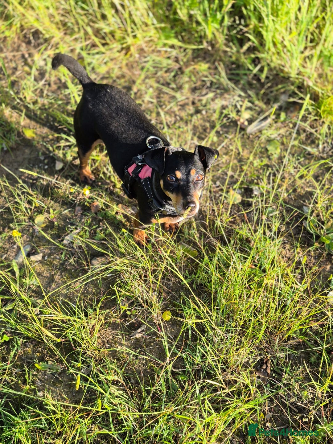 Jack Russell dogs for sale: Roxi 6 year old Jack russle  - Advert 4