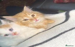 Mixed Breed cats for sale: Gorgeous kittens for sale - Advert 2