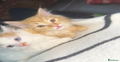 Mixed Breed cats Gorgeous kittens for sale - Advert 4