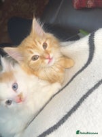Mixed Breed cats Gorgeous kittens for sale - Advert 4
