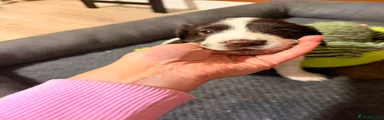 Spot