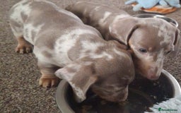 Miniature Dachshund dogs for sale: Adorable KC registered mini dachsund pups - Image 31