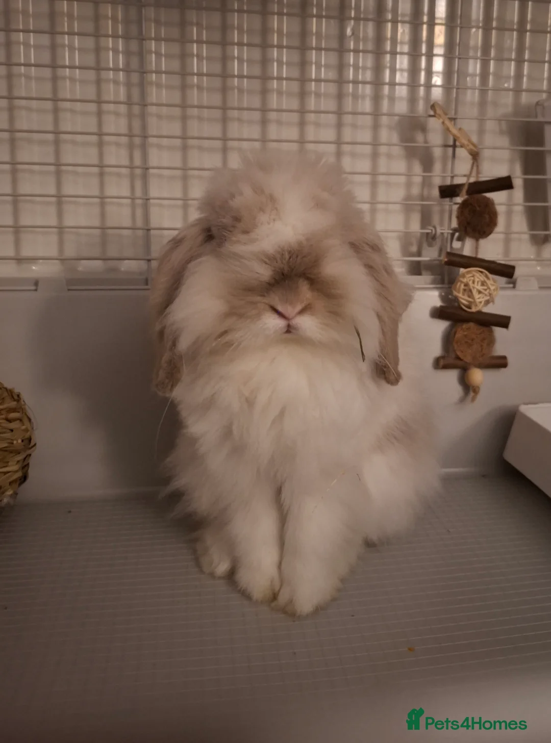 Cashmere Lop rabbits for sale: Lovely Jacob , cashmere lop - Advert 2