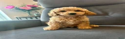 Cavapoo dogs for sale: Real life teddy bears  - Advert 3