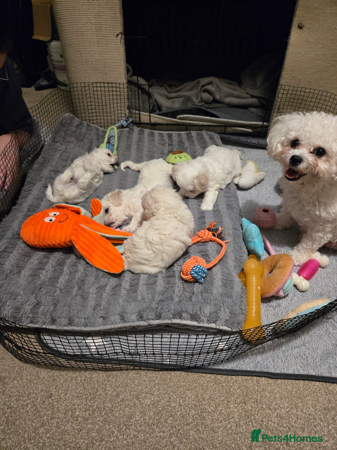 Bichon Frise dogs for sale: Bichon bolognese  - Advert 1