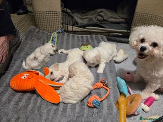 Bichon Frise dogs Bichon bolognese - Advert 10