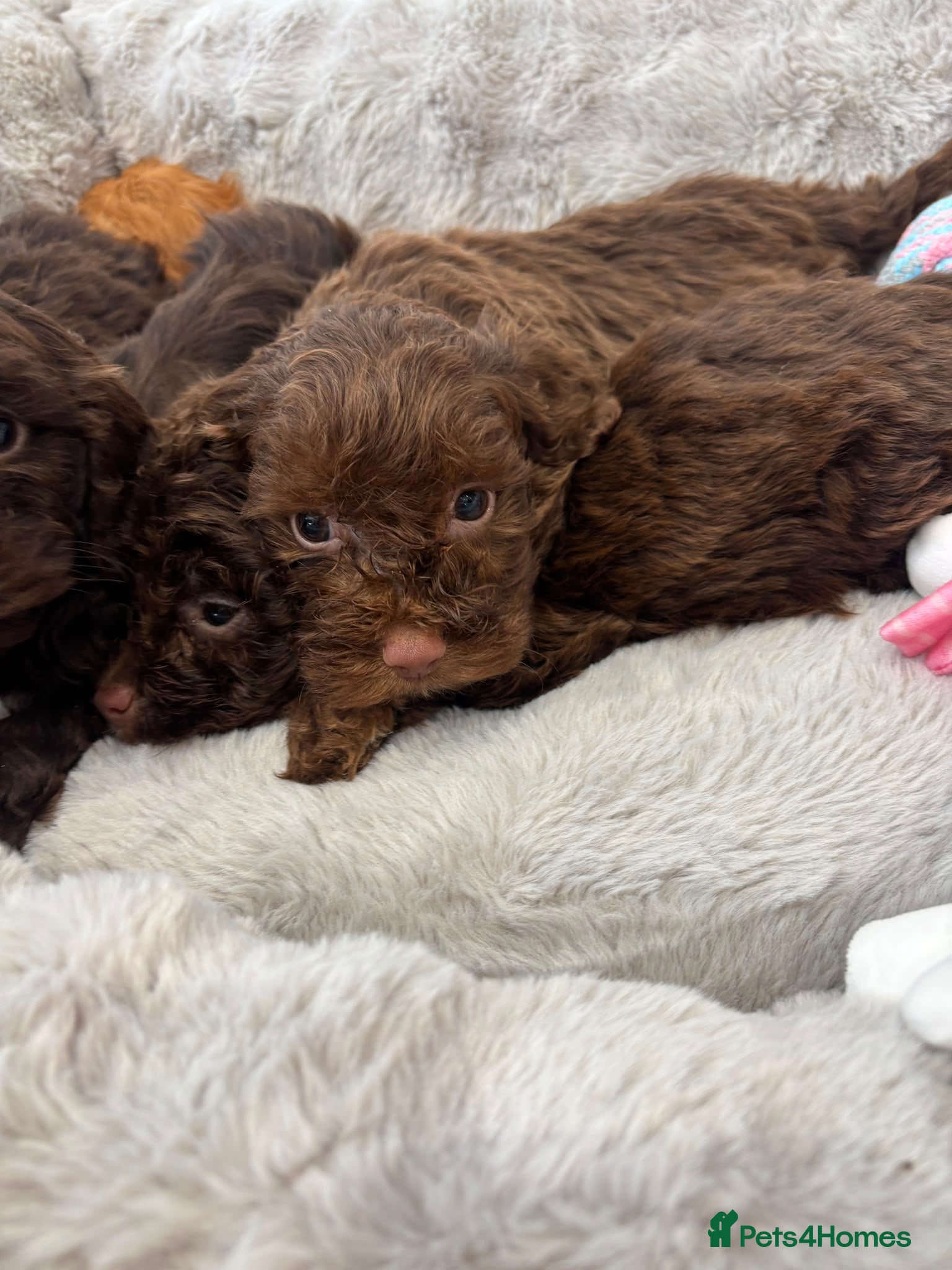 Cockapoo dogs Stunning F1 cockerpoo puppies  - Advert 2