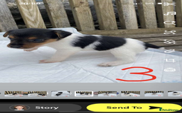 Jack Russell dogs for sale: Farm bred jack Russell puppies for sale  - Image 2