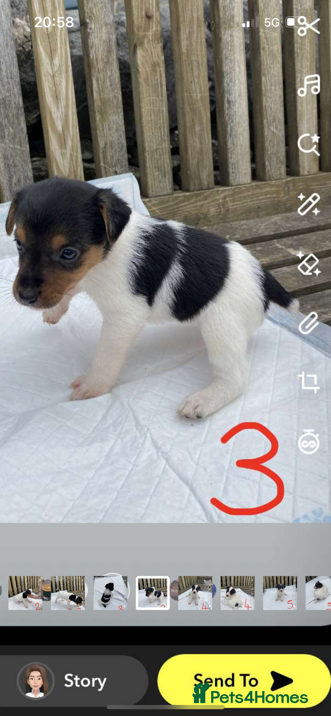 Jack Russell dogs for sale: Farm bred jack Russell puppies for sale  - Image 2
