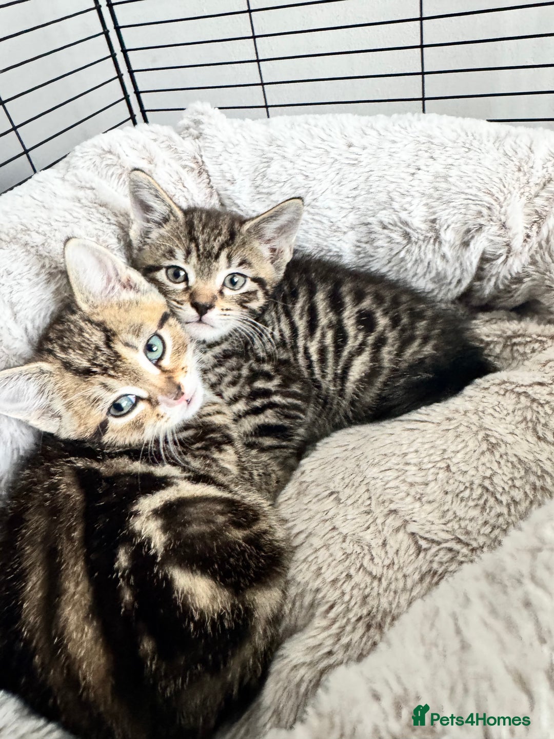 Mixed Breed cats for sale: 2 male kittens 5 month old - Image 3