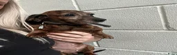 Miniature Dachshund dogs for sale: Pair of Female Miniature KC Dachsunds  - Advert 11