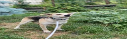 Mixed Breed dogs for adoption: ❤️CARAMEL- 11 months old low-medium sunshine girl - Advert 3