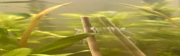 Shrimps fish for sale: Variety of neocaridina shrimp - Advert 12