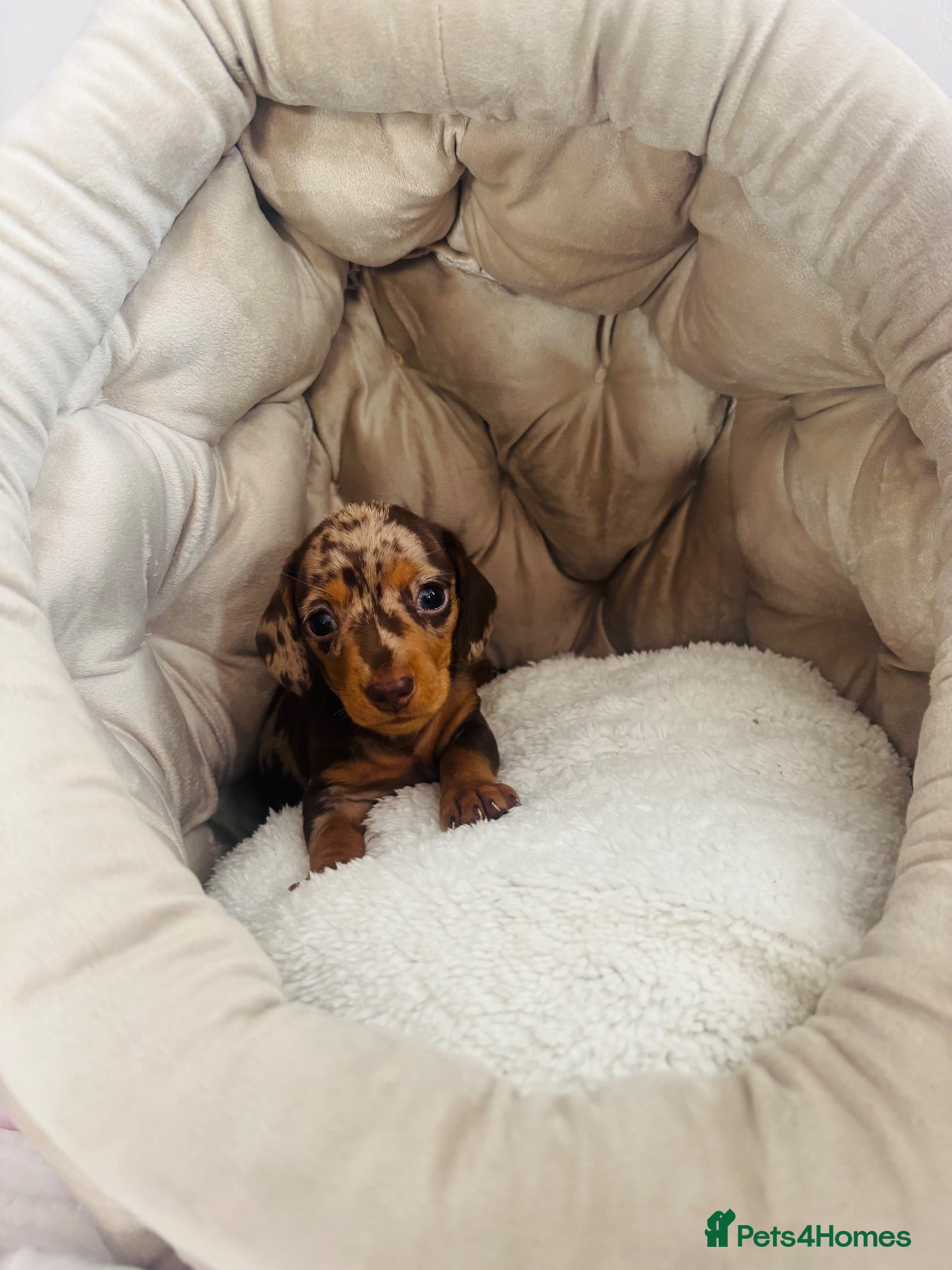 Miniature Dachshund dogs Beautiful miniature dachshund puppies  - Advert 4