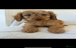 Labradoodle dogs for sale: LICENSED BREEDER F2b mini labradoodles - Image 6