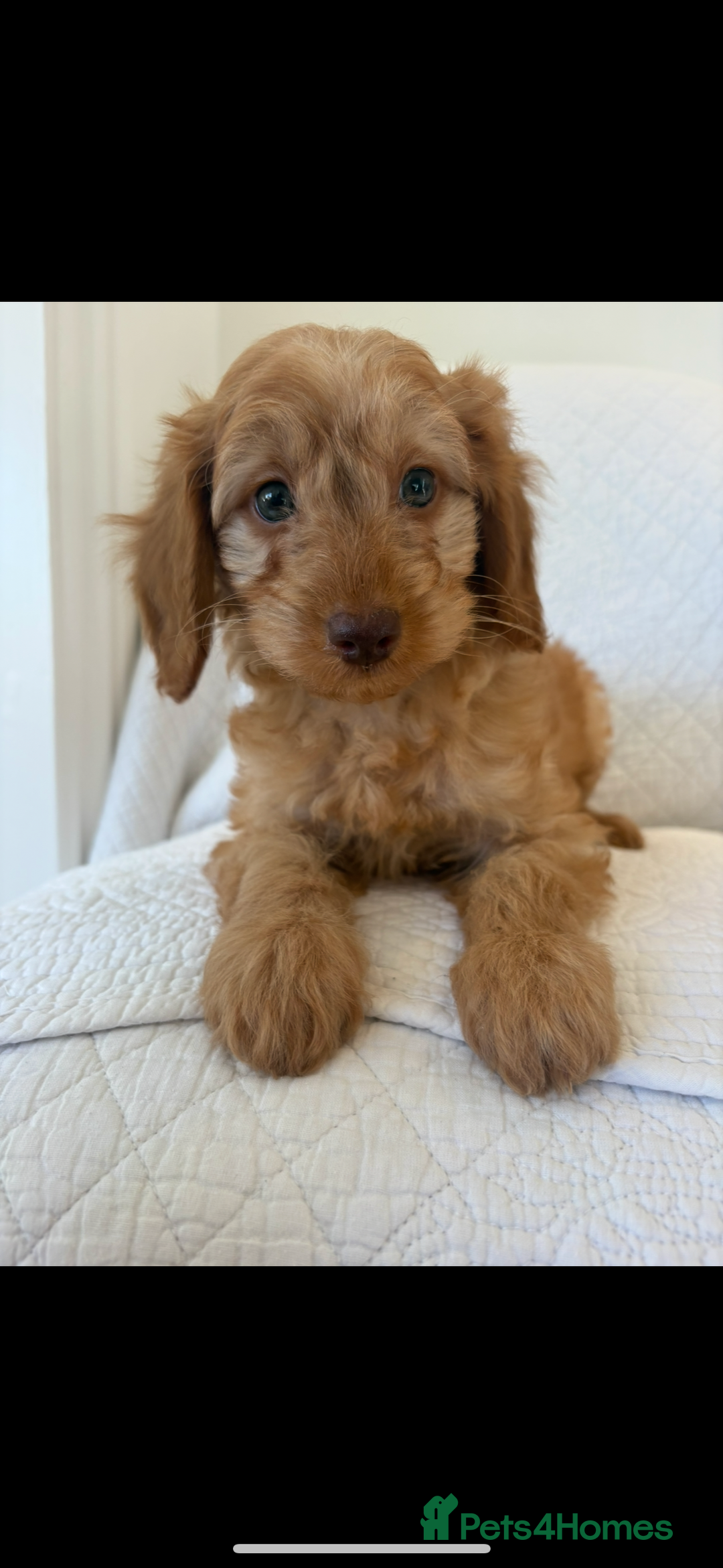 Labradoodle dogs for sale: LICENSED BREEDER F2b mini labradoodles - Image 6