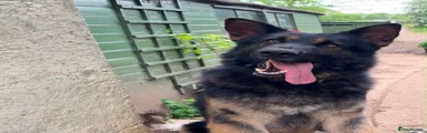 German Shepherd 1