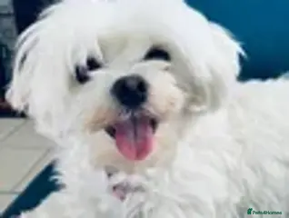 Maltese dogs MALTESE PUPPY - 1 GIRL - Advert 1