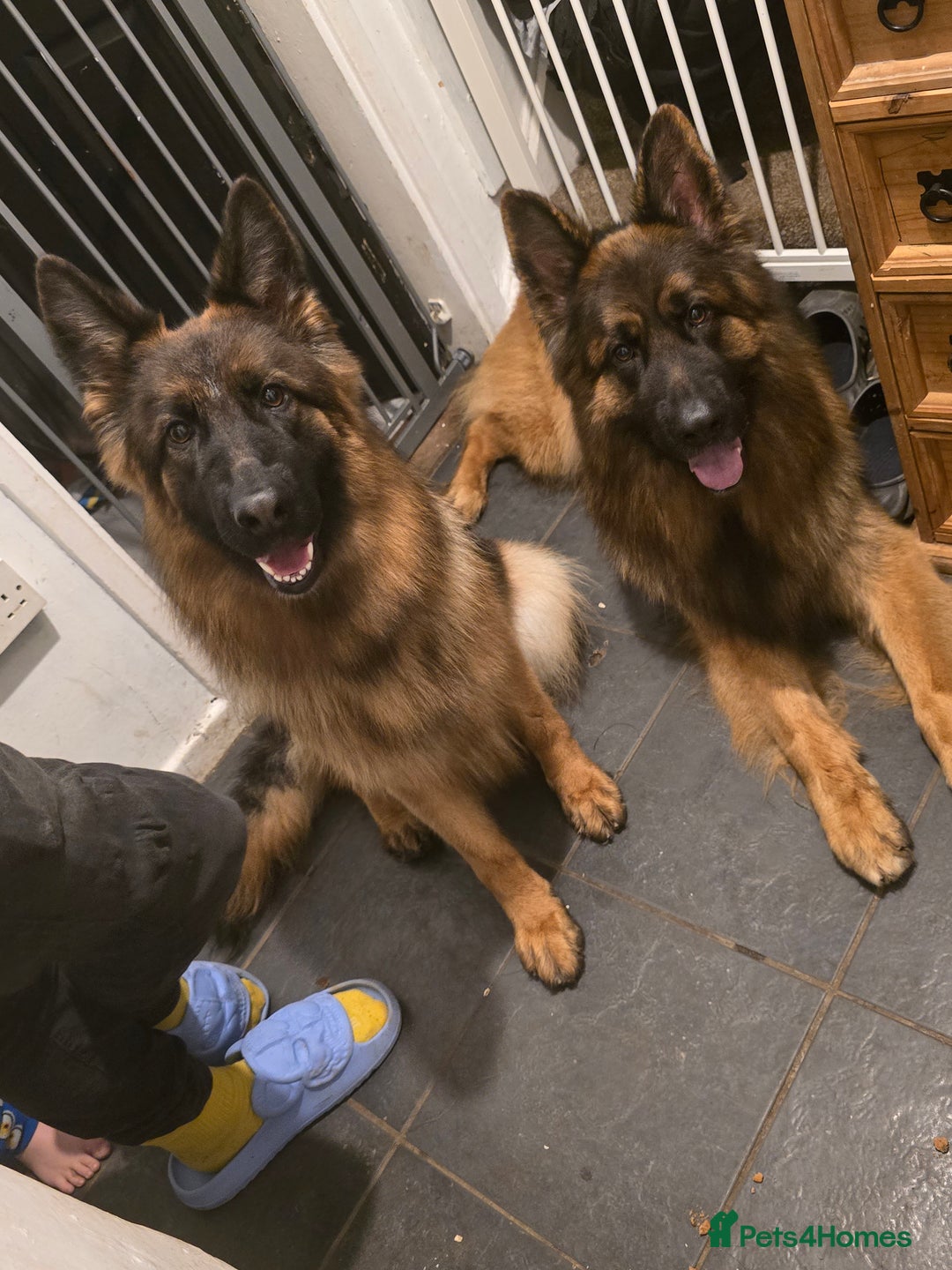 German Shepherd dogs for sale: German shepherd pair - Advert 4