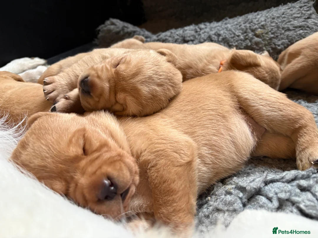 Labrador Retriever dogs for sale: One darling Fox Red Labrador boy left - Advert 10