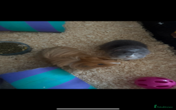 Guinea Pig rodents for sale: Two girls ‘ ivy and iris  - Image 2
