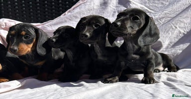 Miniature Dachshund dogs - Advert 8
