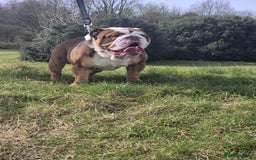 English Bulldog dogs for stud: Our beautiful Simba  in Newcastle - Image 2