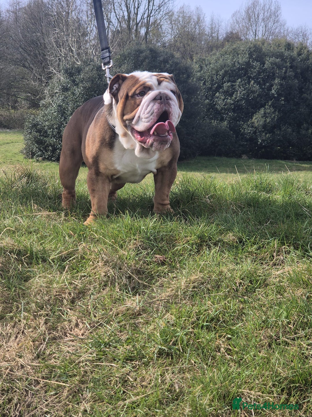 English Bulldog dogs for stud: Our beautiful Simba  in Newcastle - Image 2