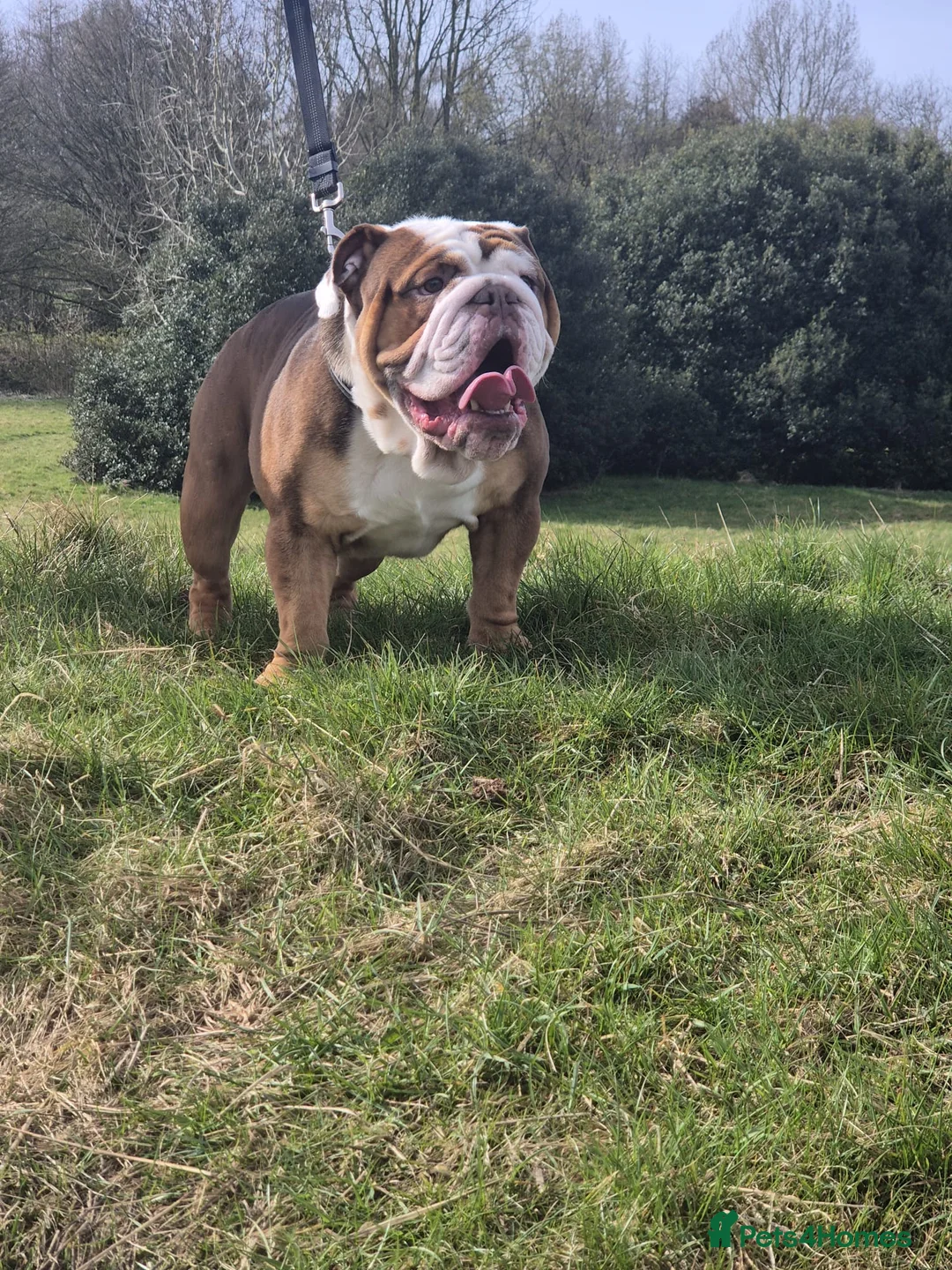 English Bulldog dogs for stud: Our beautiful Simba  - Advert 2