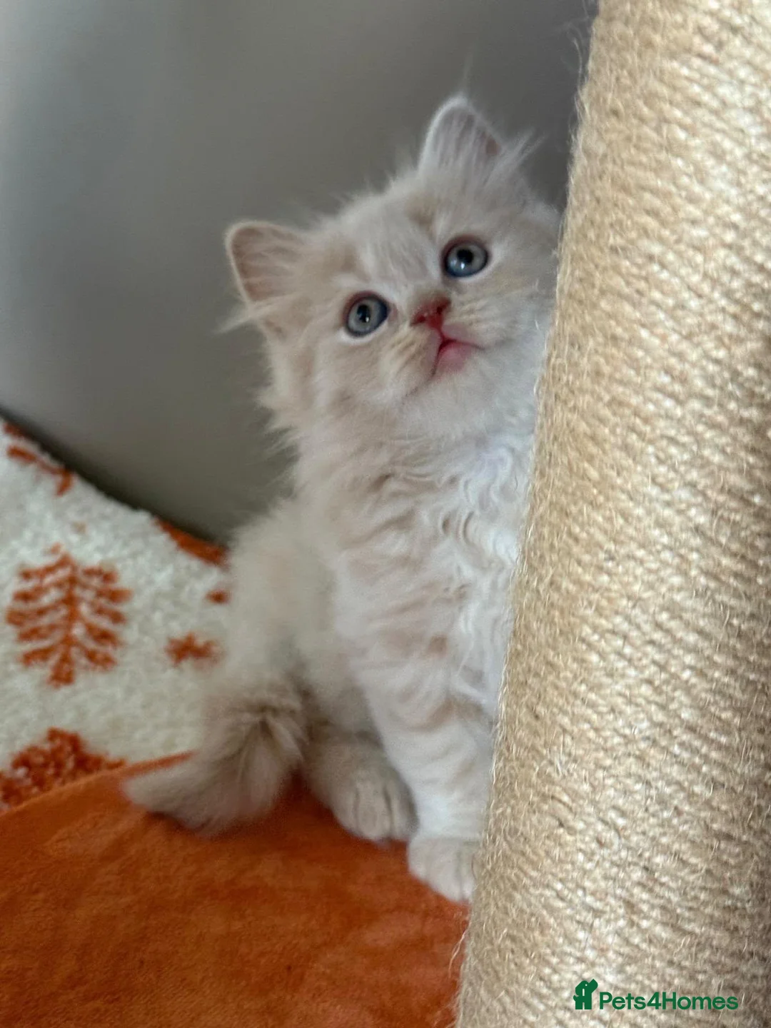 British Shorthair cats for sale: 🤍✨Exceptional GCCF Registered BSH&BLH Kittens  - Advert 2