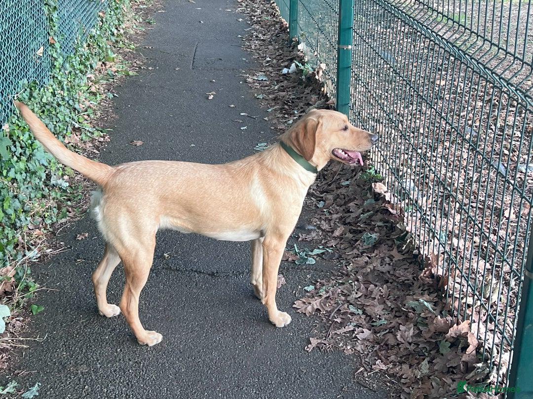 Labrador Retriever dogs for sale: KC Registered Fox Red Labrador Girl - Image 4