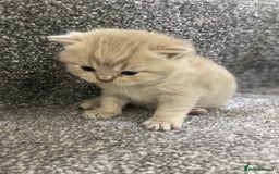 British Shorthair cats for sale: Gorgeous British shorthair kittens  - Image 6