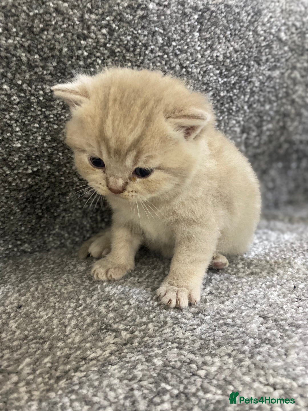 British Shorthair cats for sale: Gorgeous British shorthair kittens  - Image 6