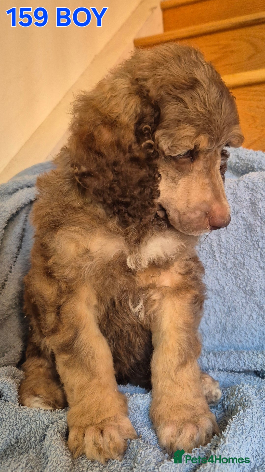 Standard Poodle dogs for sale: KC reg Brown Parti & phantom Standard Poodle pups - Image 2